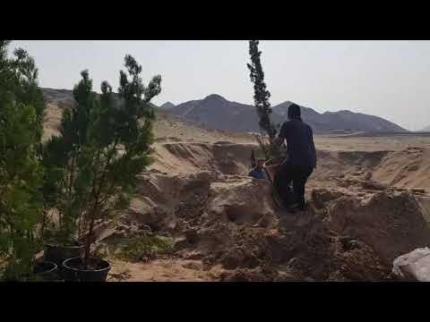 زراعة جبال الجموم ٢