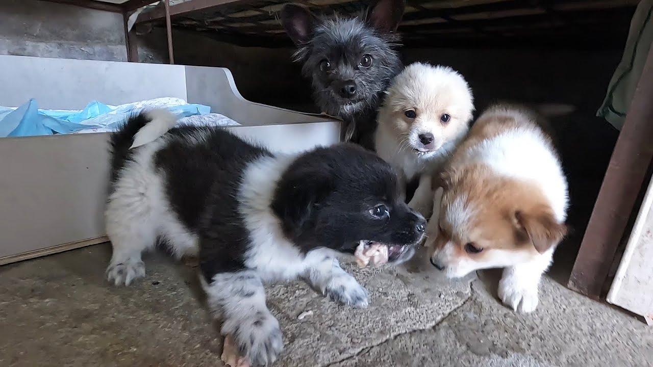 为离开做准备，给狗崽做远程喂食器！珍惜当下，幸福的狗妈妈一家