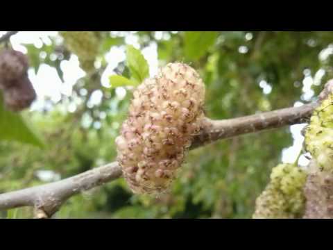 Gelso bianco (Morus alba) medicinal plant