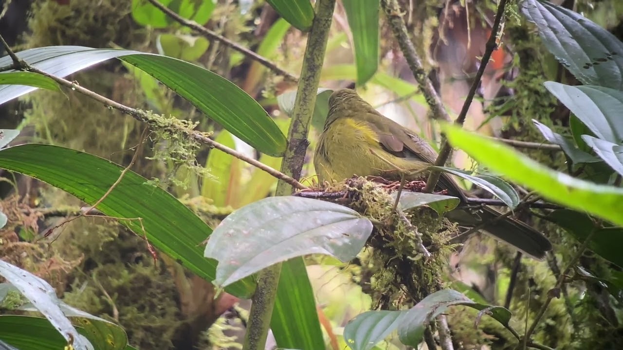 Olivaceous Piha - Snowornis cryptolophus. An uncommun and secretive bird from the cloud forest.