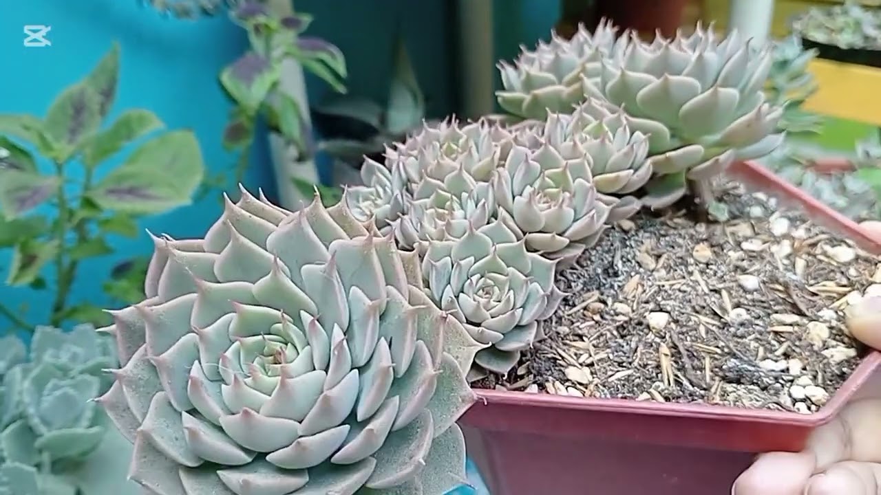 5 СУПЕР-ЗАДАЧИ ПО ВЫРАЩИВАНИЮ Плодовитости