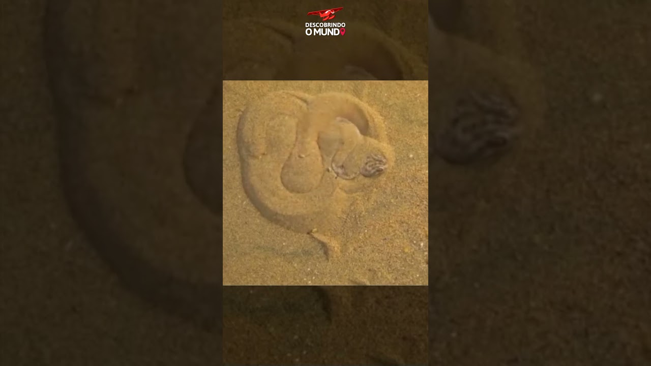 É Assim Que Uma Víbora do Deserto Se Camufla Para o Bote!