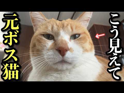 A Day in the Life of the Cat Everyone Called “Boss”