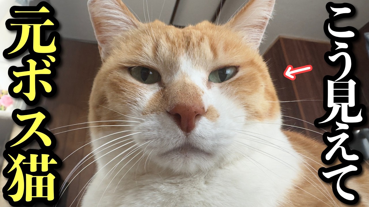 Один день из жизни кота, которого все звали “Босс”