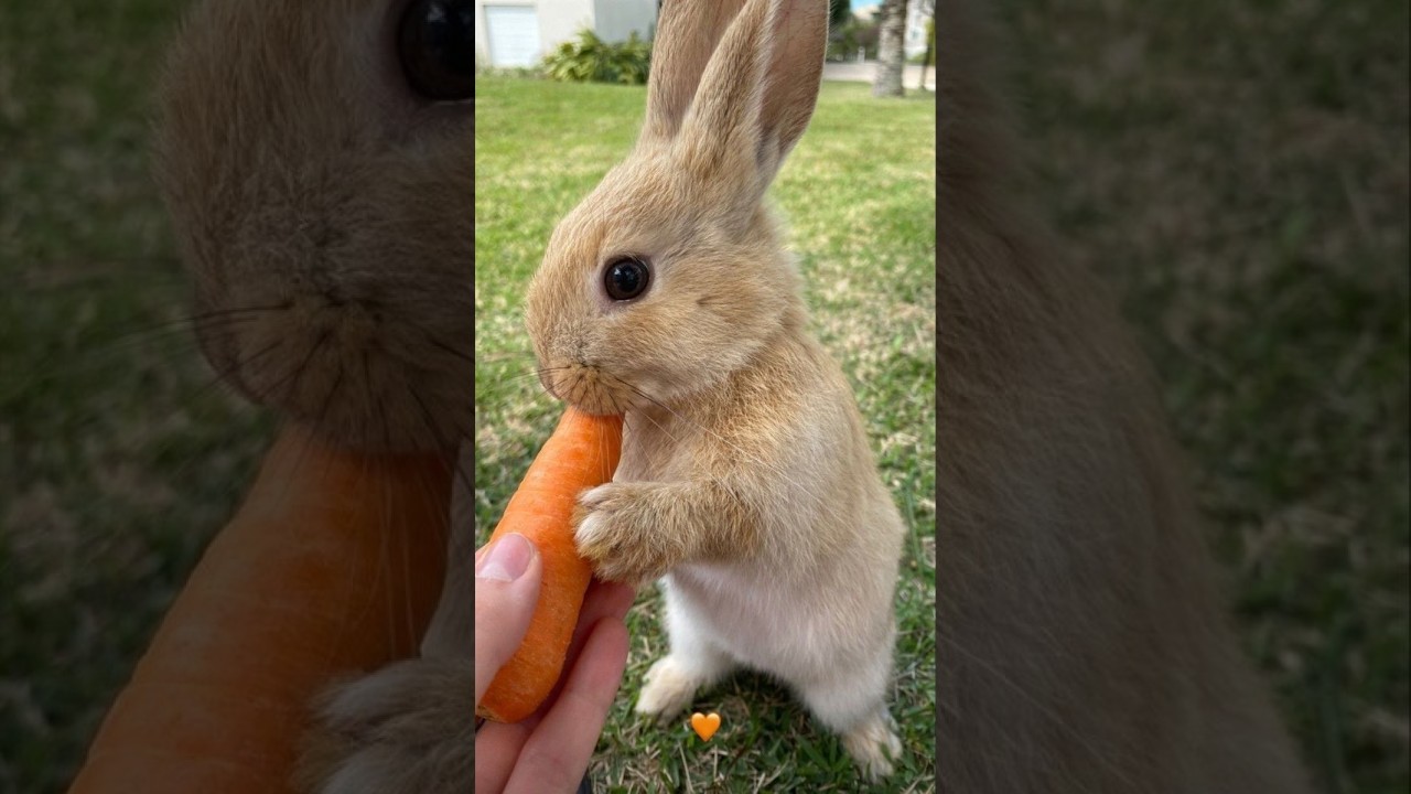 🐕 Супер смешные и милые видео с животными! 🐈 Поднимите себе настроение! 😺
