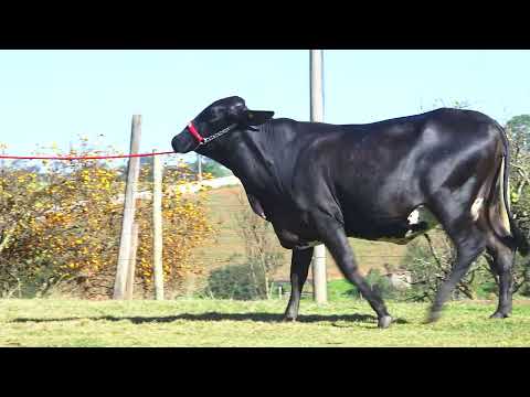 LOTE 26 4976 MOVIE FIV F MUTUM   6081CL