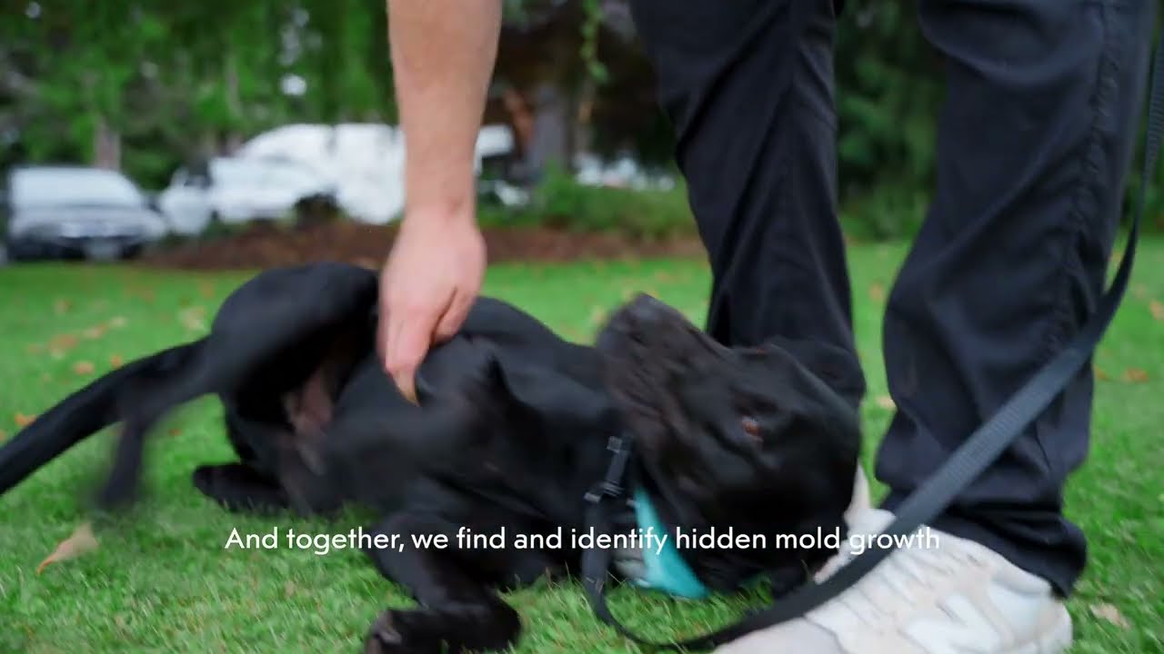 Inside a Professional Mold Inspection | Step-by-Step Process with Building Health Mold Inspections.