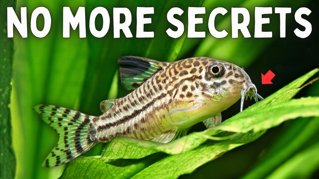 10 Corydoras Secrets Every Fish Keeper Should Know