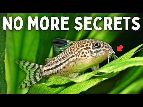10 Corydoras Secrets Every Fish Keeper Should Know