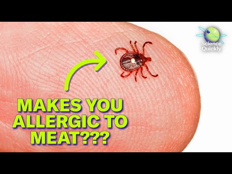 This tick could give you a meat allergy. Seriously | Science Quickly Podcast