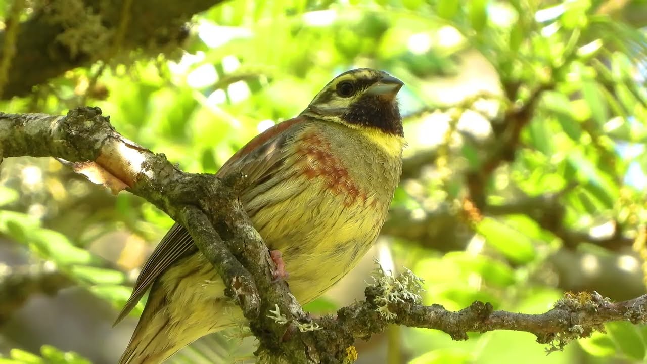 Cirl Bunting singing | Emberiza cirlus | Σιρλοτσίχλονο