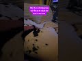 Cuddly #greatdane #viral #love #dog #pets #cute #shorts #shortvideo #viralvideo #short #fyp #doglove