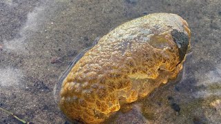 Good Question: What Are Those Blogs On Some Minn. Lakes?