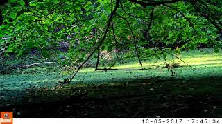 Eberwhite Woods Squirrel in Tree
