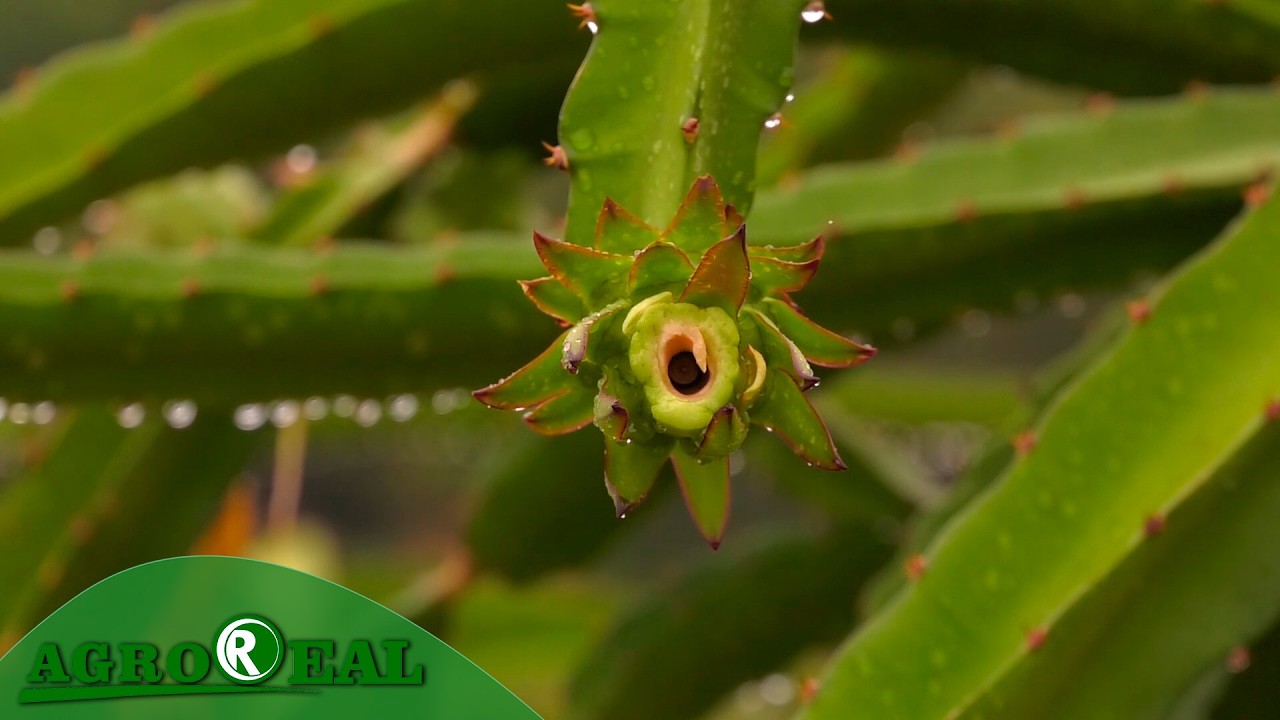Cultivo de pitaya na comunidade rural taperinha garante frutas frescas e de qualidade
