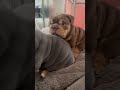 #funny #cat #pets #animals #dog #cute #cats #memes #dogs #funnyanimals