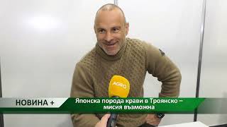 Новина Плюс Японска Порода Крави В Троянско Мисия Възможна