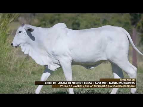 LOTE 19 - AVU 397 e 404