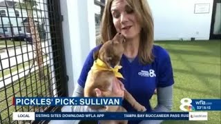 PICKLES' PICK