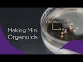 Making mini organoids with aibn