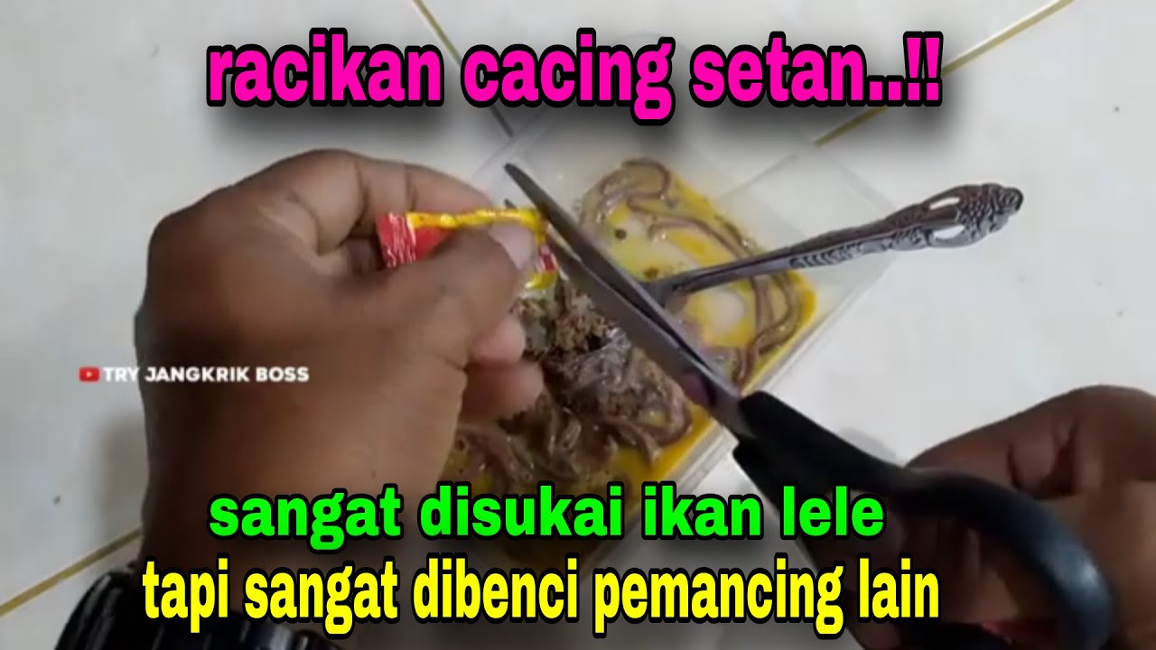 Tidak akan ada lele yang sanggup menolak umpan ini || umpan jitu lele Galatama #70