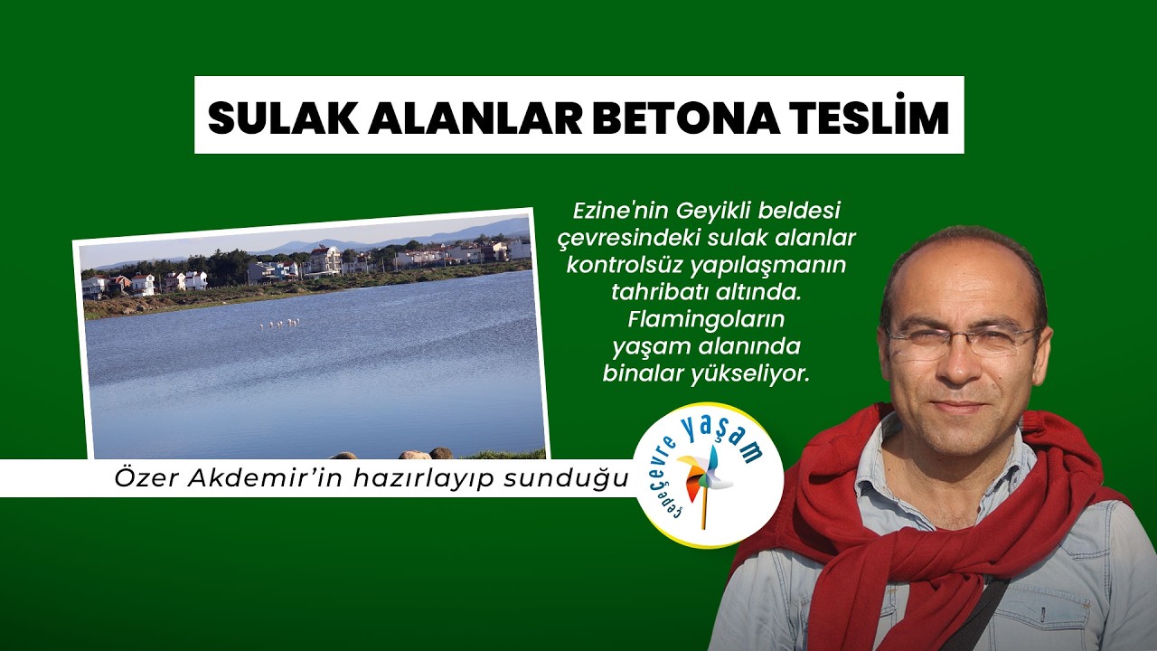 Flamingolar yerlerinden edildi, sulak alanlar betona teslim | @ozerakdemir1  Çepeçevre Yaşam