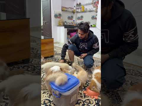 Please 🙏 #catvideo #sajidcat #cat #billucat #petlover #catshorts #catlovers