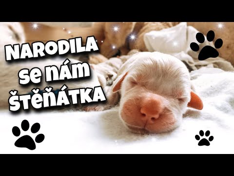 🐾 NARODILA SE NÁM ŠTĚŇÁTKA 🐶🐾| VRH B | 2021