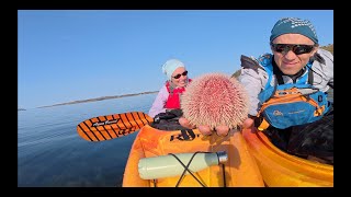 Rundt Olderøya på Hitra 14 06 2025 ☀️🚣♀️🐙