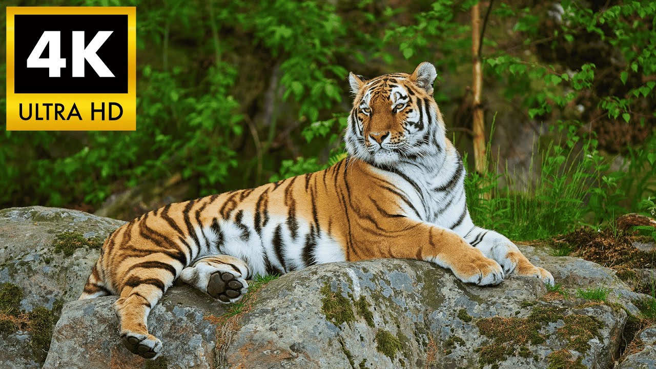 ❄️ SIBERIAN TIGER 4K HDR: The Majestic Amur Tiger in Cinematic Ultra HD | Nature TV Demo