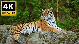 ❄️ SIBERIAN TIGER 4K HDR: The Majestic Amur Tiger in Cinematic Ultra HD | Nature TV Demo