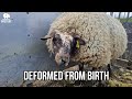 THIS SHEEP SURVIVED AGAINST ALL ODDS