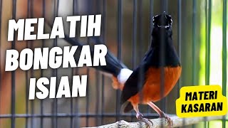 MURAI BATU GACOR FULL ISIAN TEMBAKAN KASAR SANGAT AMPUH MELATIH MURAI BATU EMOSI BONGKAR ISIAN