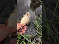 Carp fishing // @Spinning_Fishing888 #fishing #рибалка #travel #music #carpfishing #nature #shorts