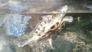 Feeding Cls Pet, Vincent