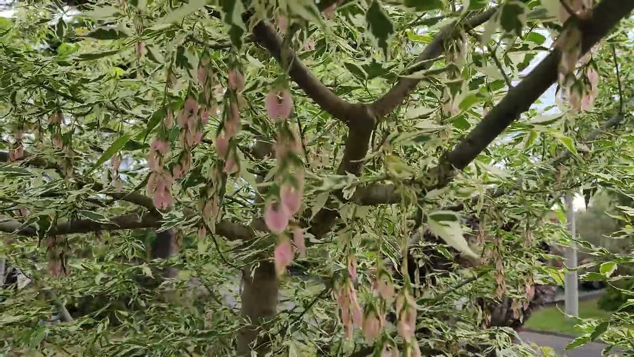 Acer Negundo "Flamingo".A beautiful variegated feature tree for your front garden display.