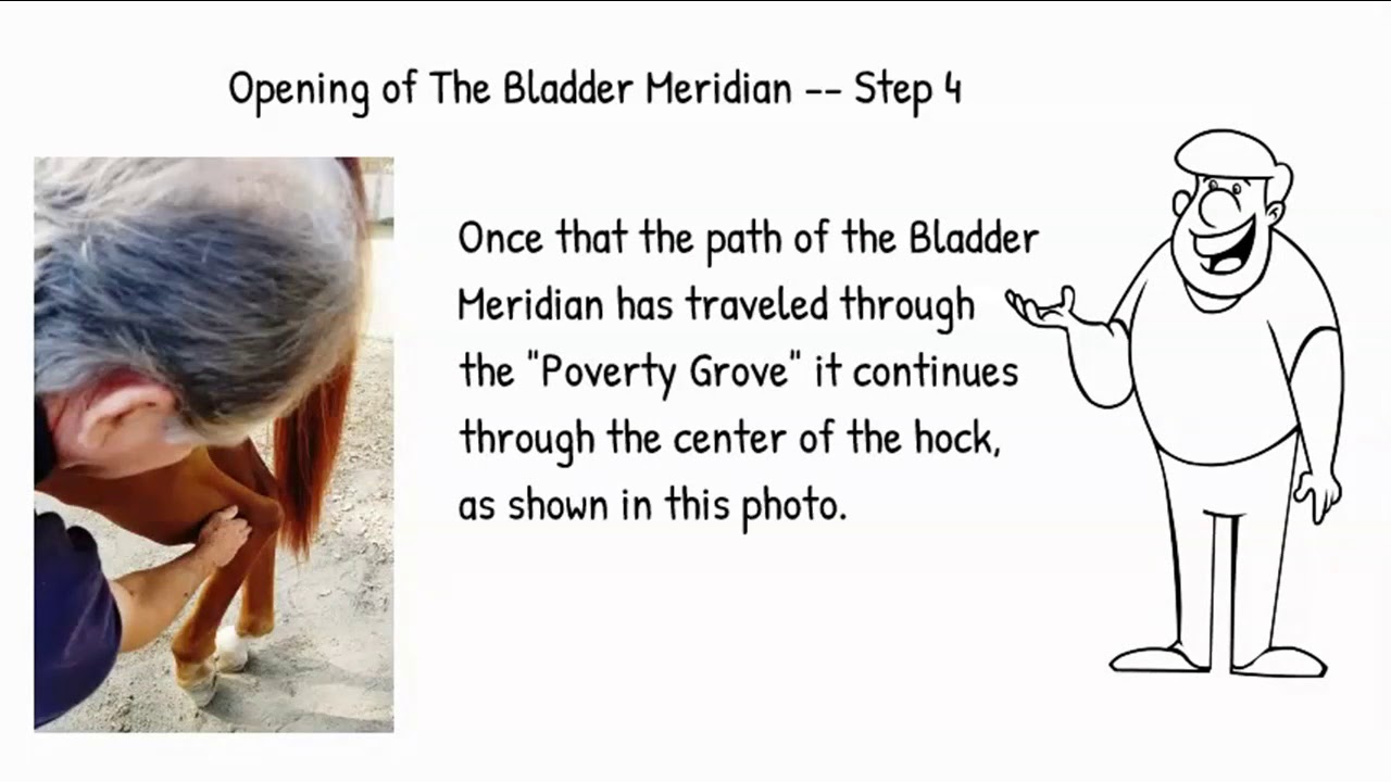 Step 2 Open/Close of the Equine  Bladder Meridian