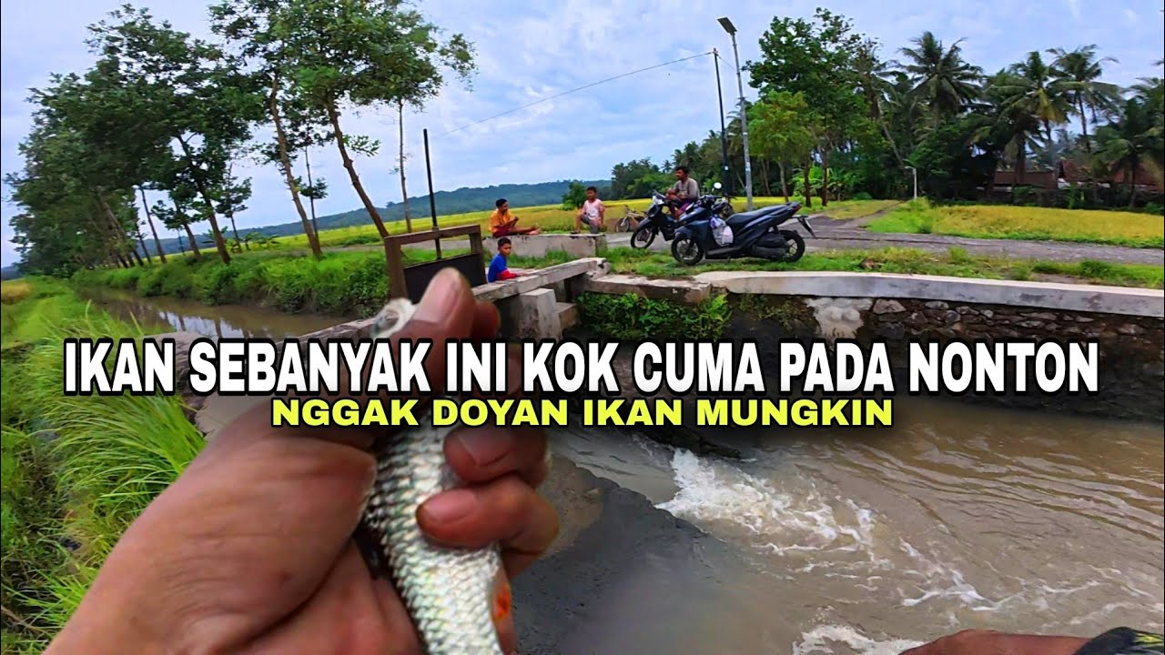 🍃 LAMA KUINCAR DUA SPOT INI💥BENAR KAN IKANNYA BANYAK🎣 mancing derbang/marcoca di Kutoarjo MS-596