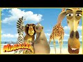 Varados En Una Playa DreamWorks Madagascar En Español Latino