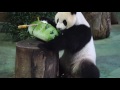 2016.7.6三歲生日的圓仔(The Giant Panda &#39;s Yuan Zai&#39;s  3th Birthday)