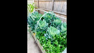 Growing Collard Greens | Update