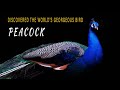 Spectacular PEACOCK Dance| Incredible Indian peafowl | 4K HDR