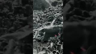 Mimpi semut merayap di tubuh bisa menunjukkan adanya gangguan halus