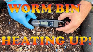 Warming Up Your Worm Bin In The Winter! Red Wiggler Vermicompost Worm Farm