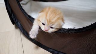 Cute little kitten that’s just opened its eyes is already trying to escape… Update