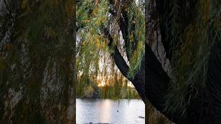 @Yarinka Willow tree&amp;UA song I ‘ve been waiting for a long time. Довго чекала. #shorts #love #іви