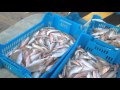 ECCOILMAREOGGI   PORTO ANZIO (RM) - Rientro dei pescatori 4 Dic 2015