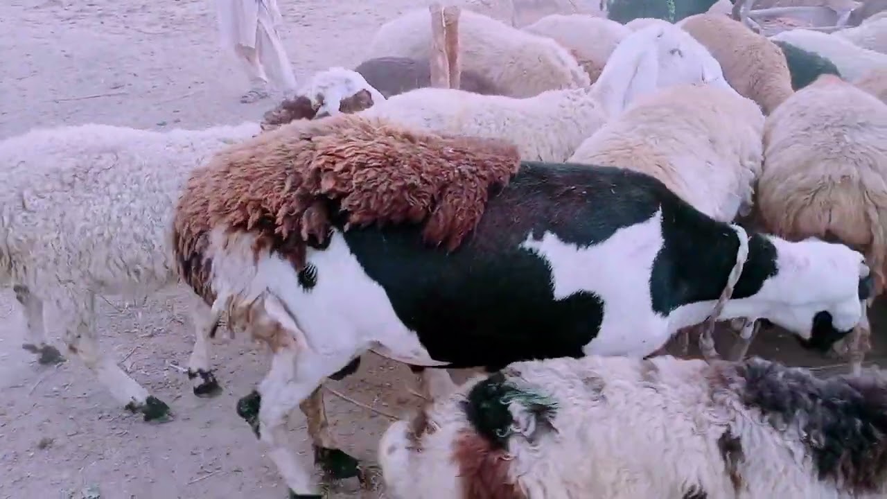 turkey dumba farming Pakistan in D.G. Khan YouTube