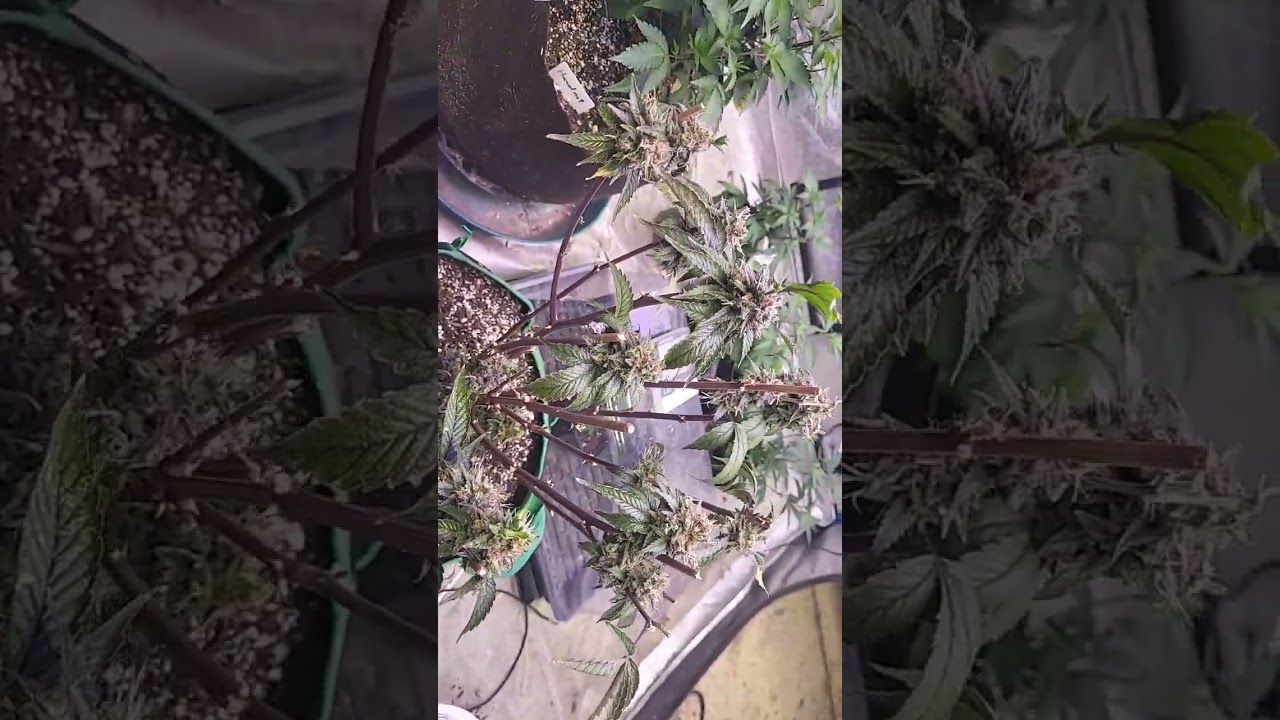 first leaves revegging cannabis