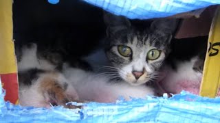 子猫がたくさんいたので覗いてみたら母猫がいつの間にか現れたww